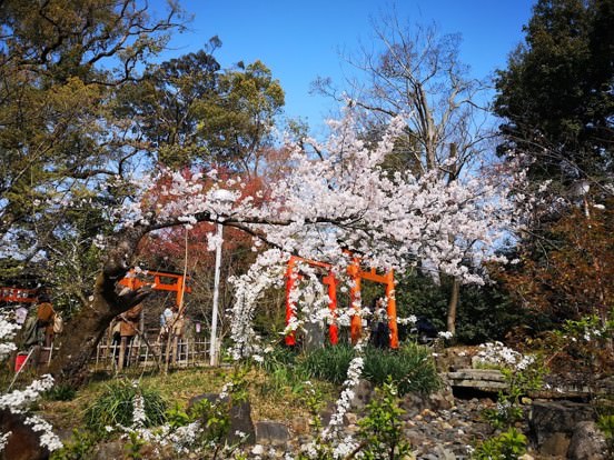 平野神社桜花見